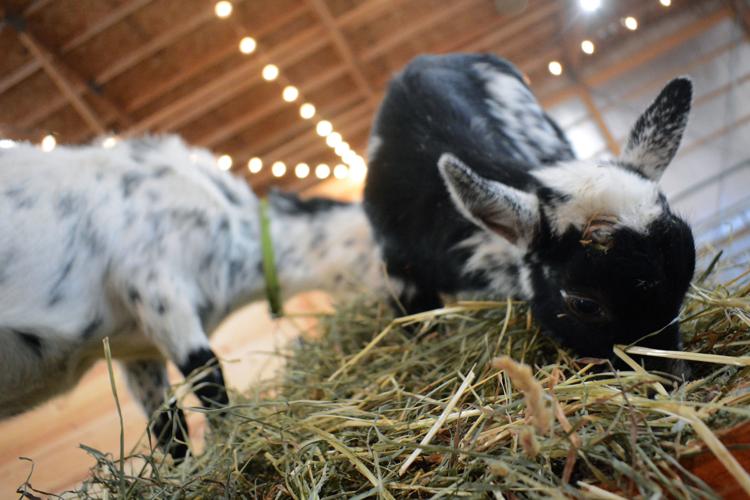 Leatherberry Acres launches baby farm animal petting zoo
