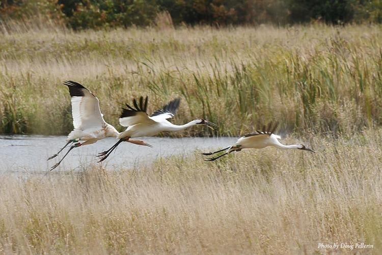 Wonder where Wisconsin’s whooping cranes wing to in winter? Wheeler