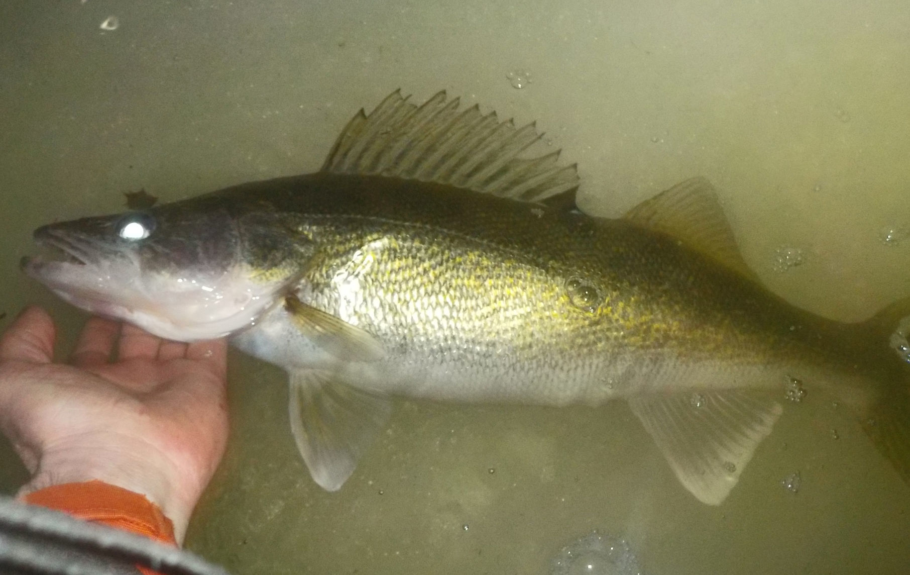 Fox river walleye Clearance