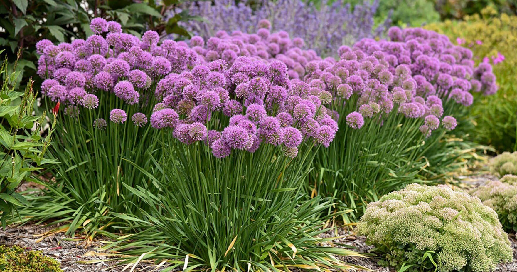 Garden calendar | For the week of Jan. 28 - Vimarsana News