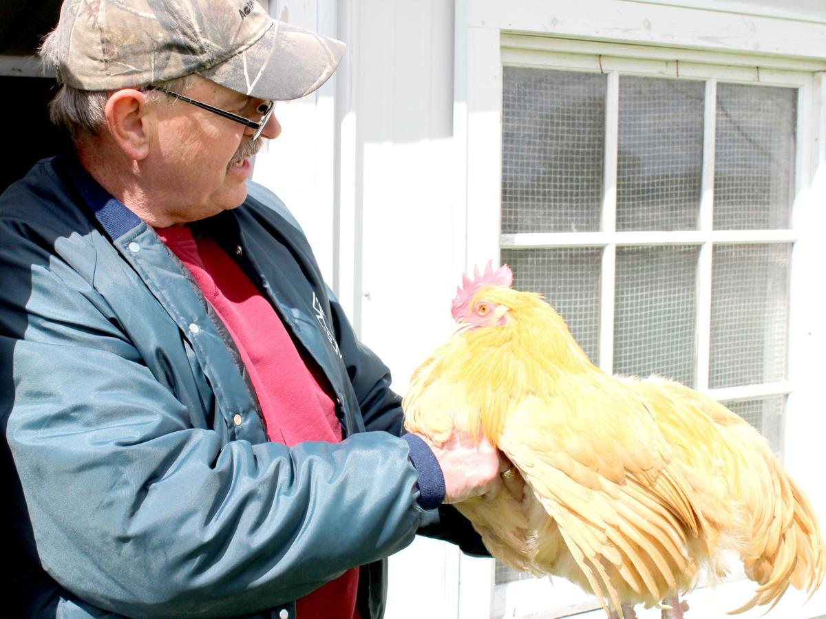 IN DEPTH Chickens more common in central Wisconsin
