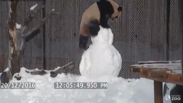 Video Panda Plays With Snowman At Toronto Zoo World Wiscnews Com