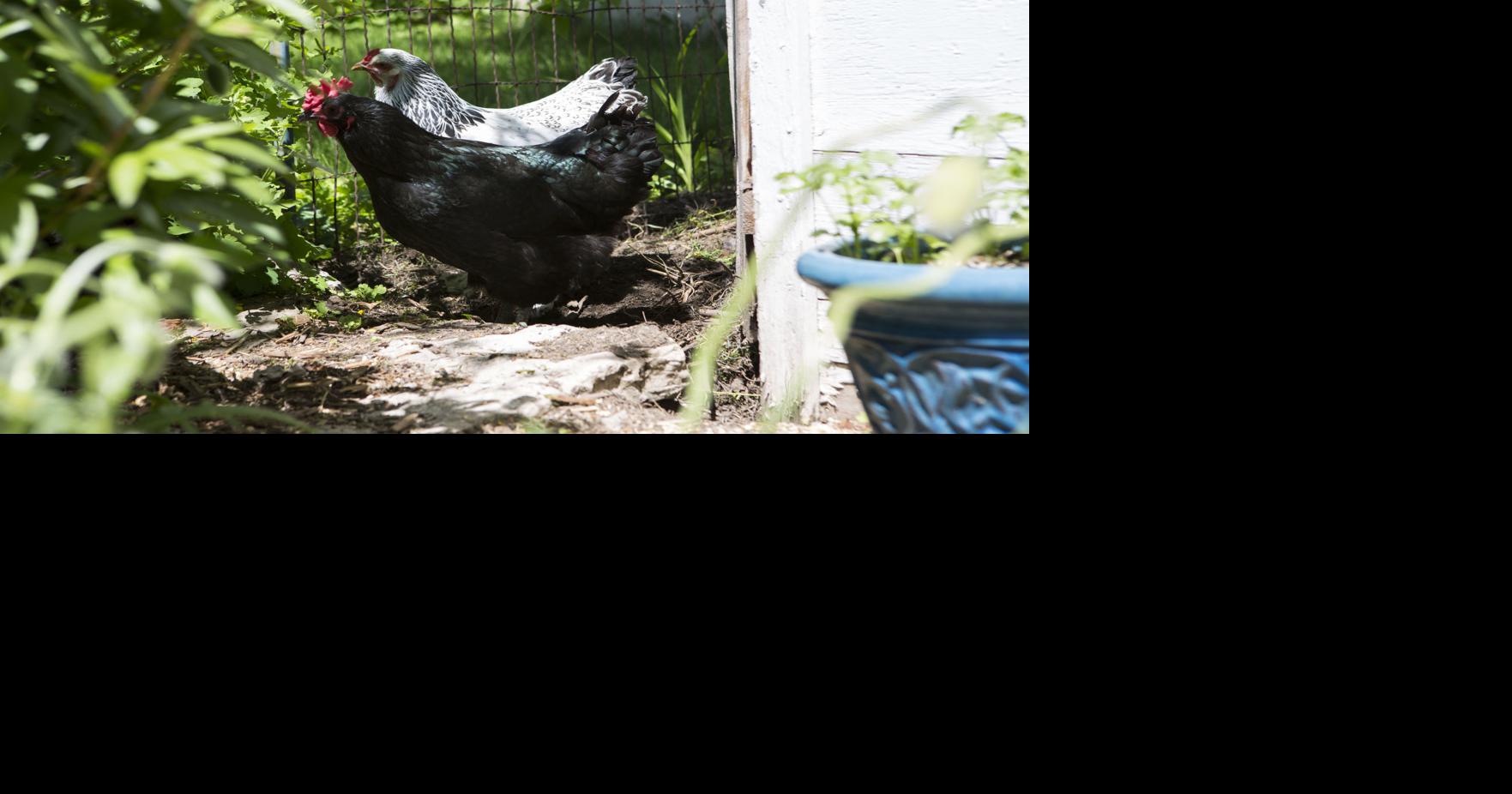 Mauston to consider allowing chickens within city limits