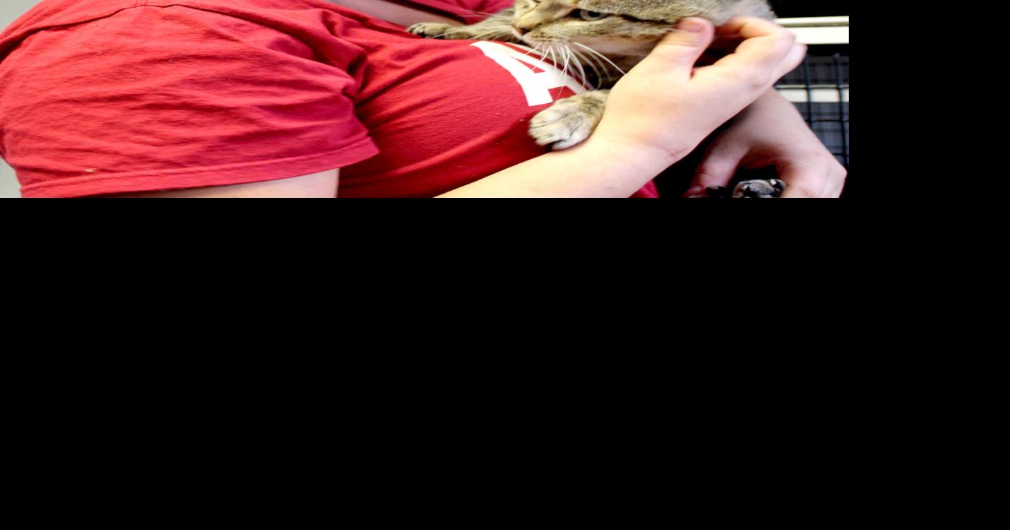 Dodge County Humane Society looking for homes for cats retrieved from