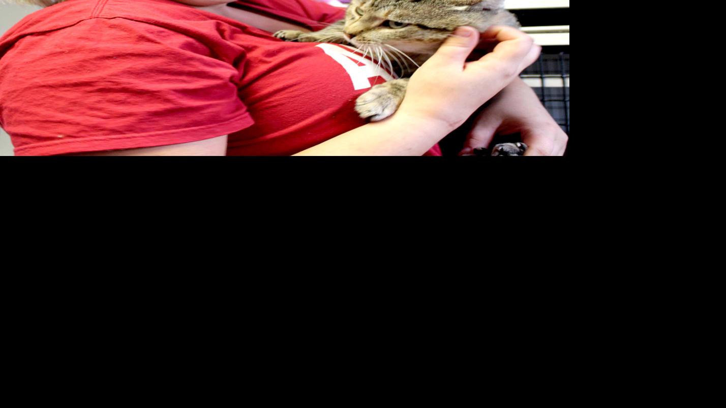 Dodge County Humane Society Looking For Homes For Cats Retrieved From Bd Home Regional News Wiscnews Com