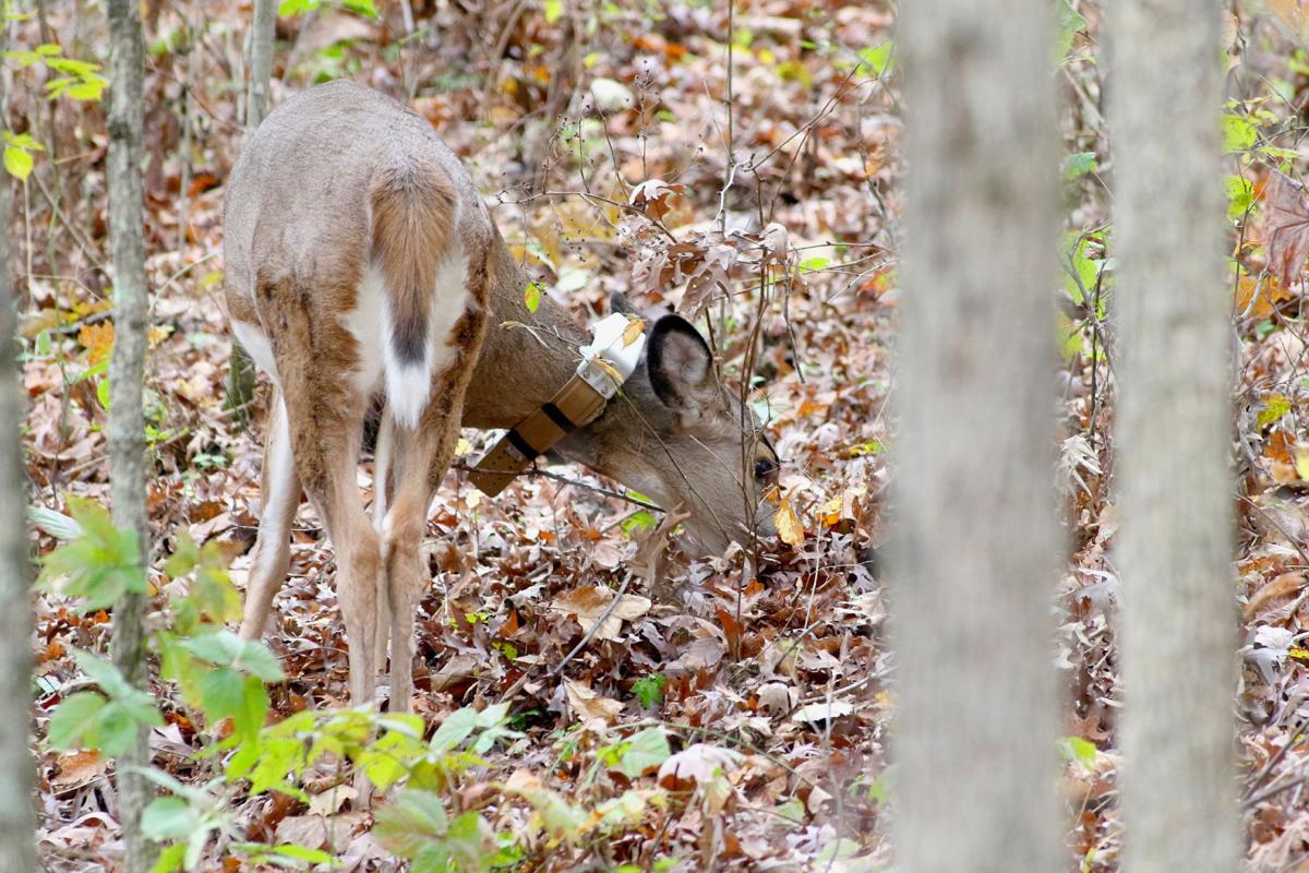 Go Ahead And Shoot Collared Deer Regional News Wiscnews Com