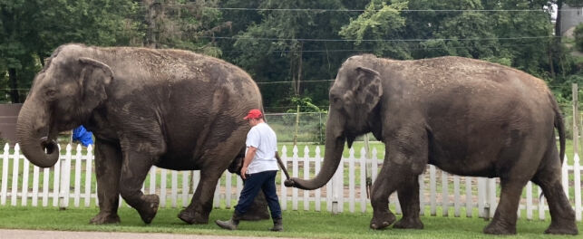 Circus World Elephants