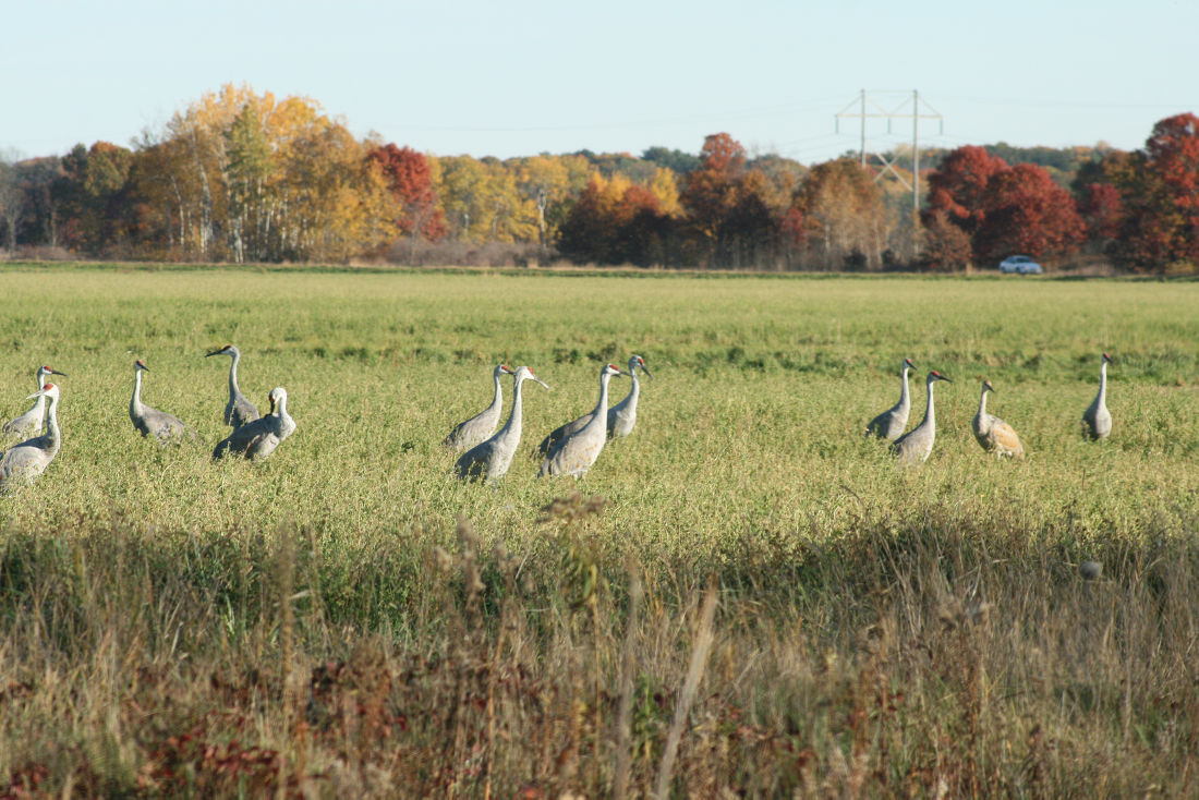 Sandhill cranes congregate along the Wisconsin River in the fall