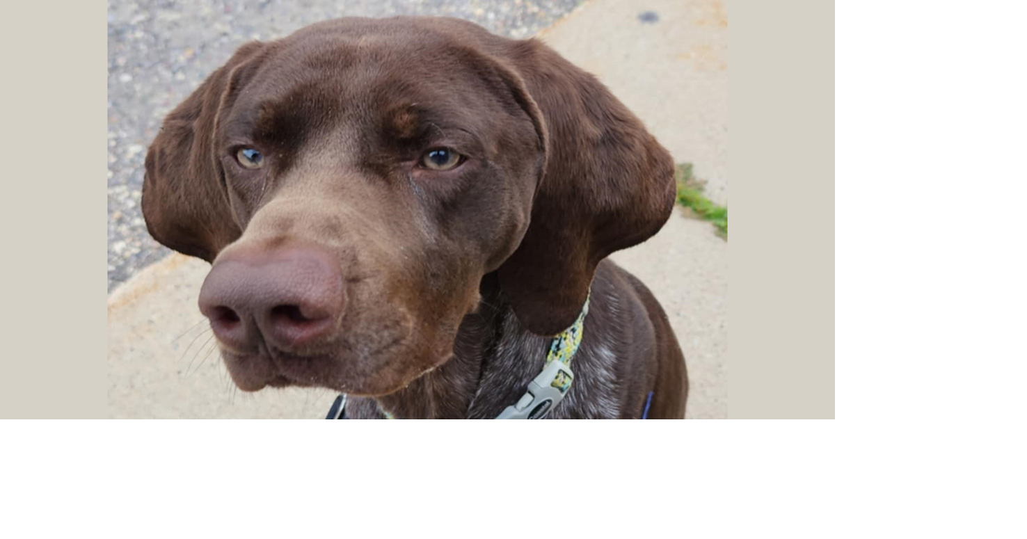PETS OF WEEK: Dodger and Monona