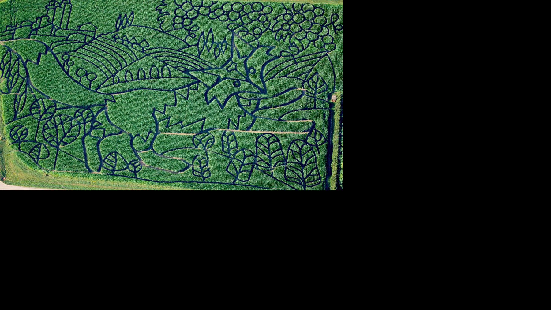 Amazing Grapes Treinen Corn Maze Increasingly Fruitful Regional News Wiscnews Com