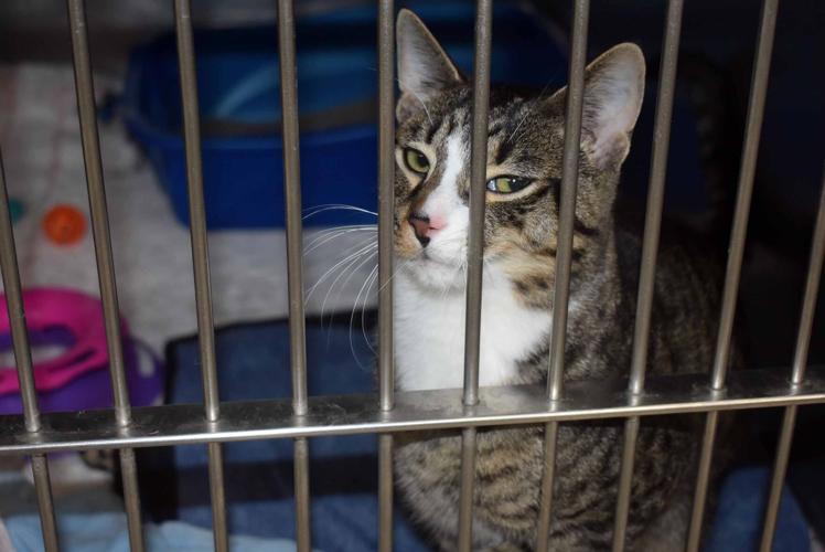 Seeking foster homes