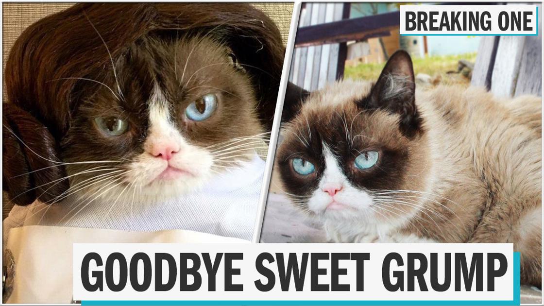 Grumpy Cat Is Dead And The Internet Is Distraught Entertainment Wiscnews Com