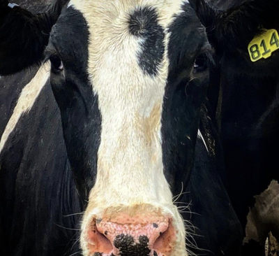 Cow
