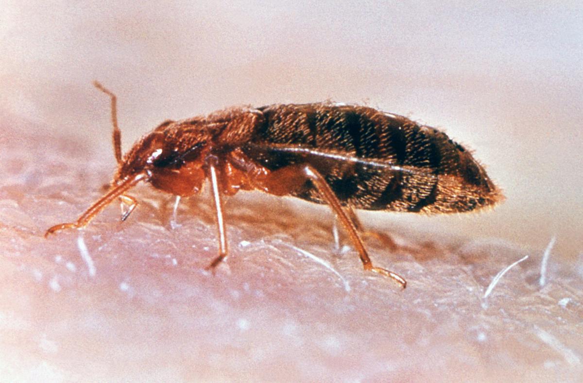Cityowned apartment complex deals with bed bug