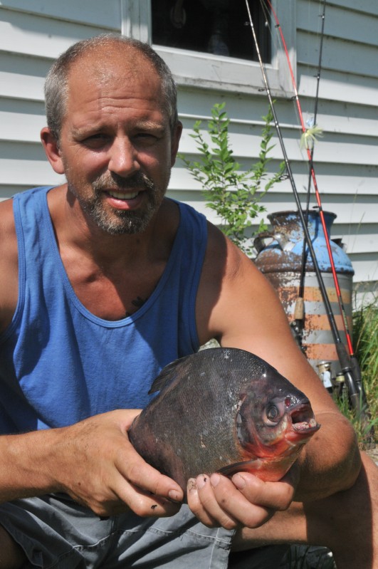 Catch Looks Like Piranha But It S Equally Rare Pacu News Wiscnews Com By now i think just about everybody in the world knows about piranhas and how dangerous they are. piranha but it s equally rare pacu