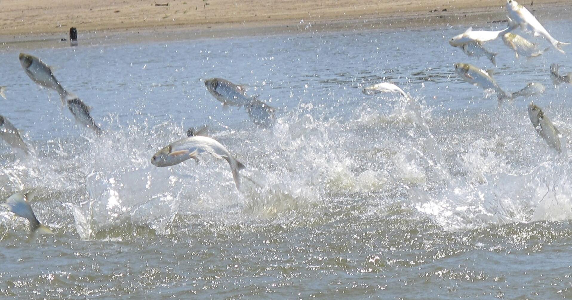 Scientists turn Great Lakes invasive carp into traitors - Vimarsana News