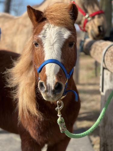 Transitions Plus Horse