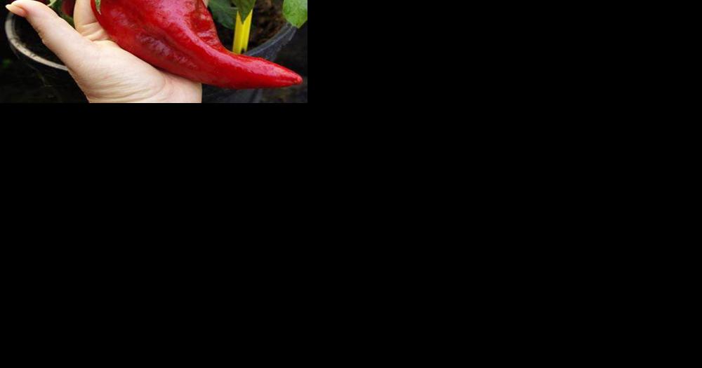 Beaver Dam Pepper Festival returns Saturday - Vimarsana News