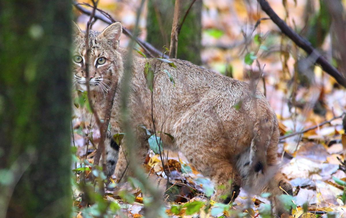 While seeing a bobcat is uncommon in much of southern Wisconsin, seeing one while on a deer stand would be a real prize.