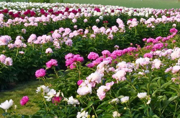 Ovans Peony Farm.jpg