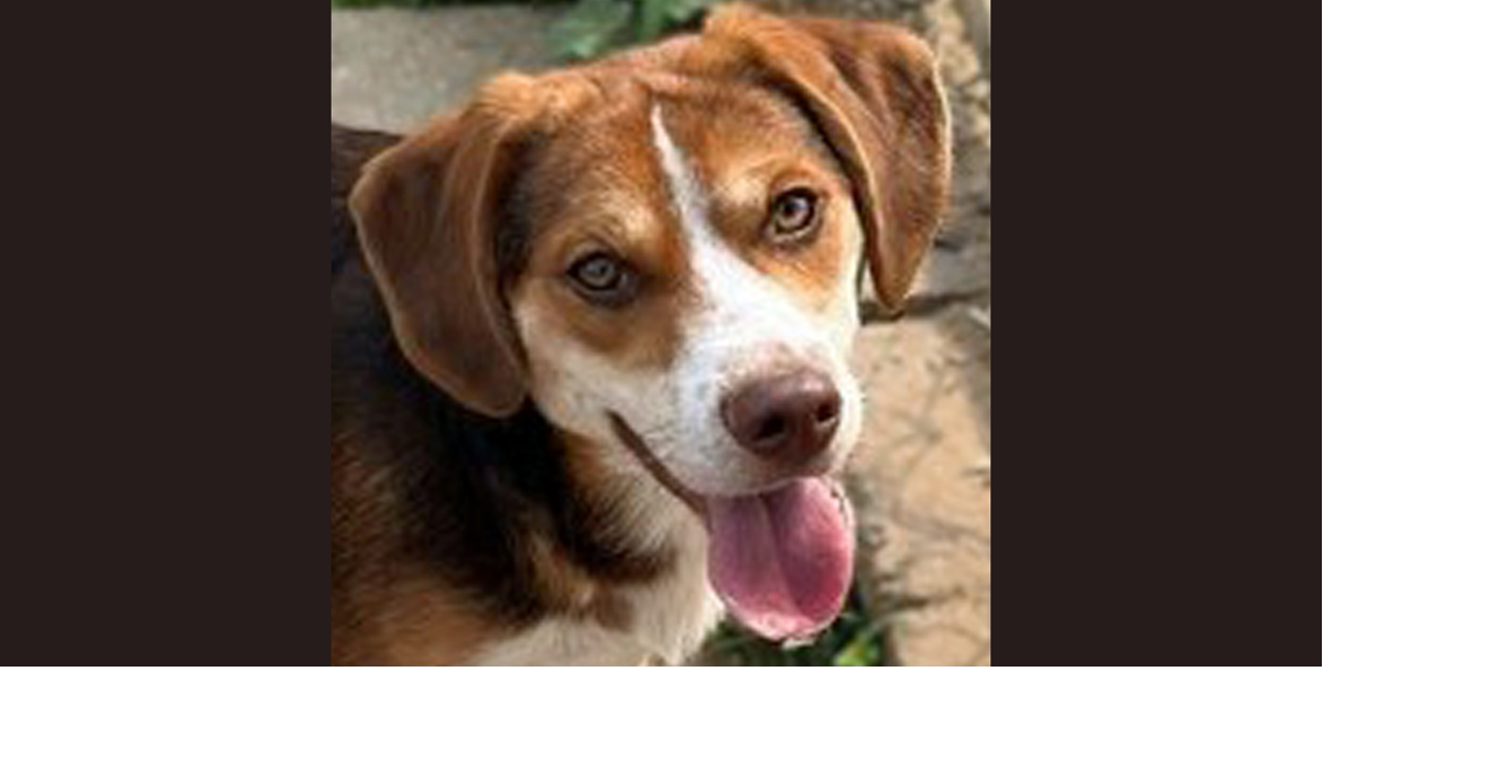 PETS OF WEEK: Donatello and King