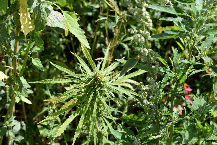 082919-bara-news-hemp maze-02