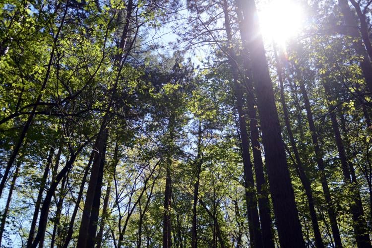 051321-bara-news-village-forest-03 (copy)