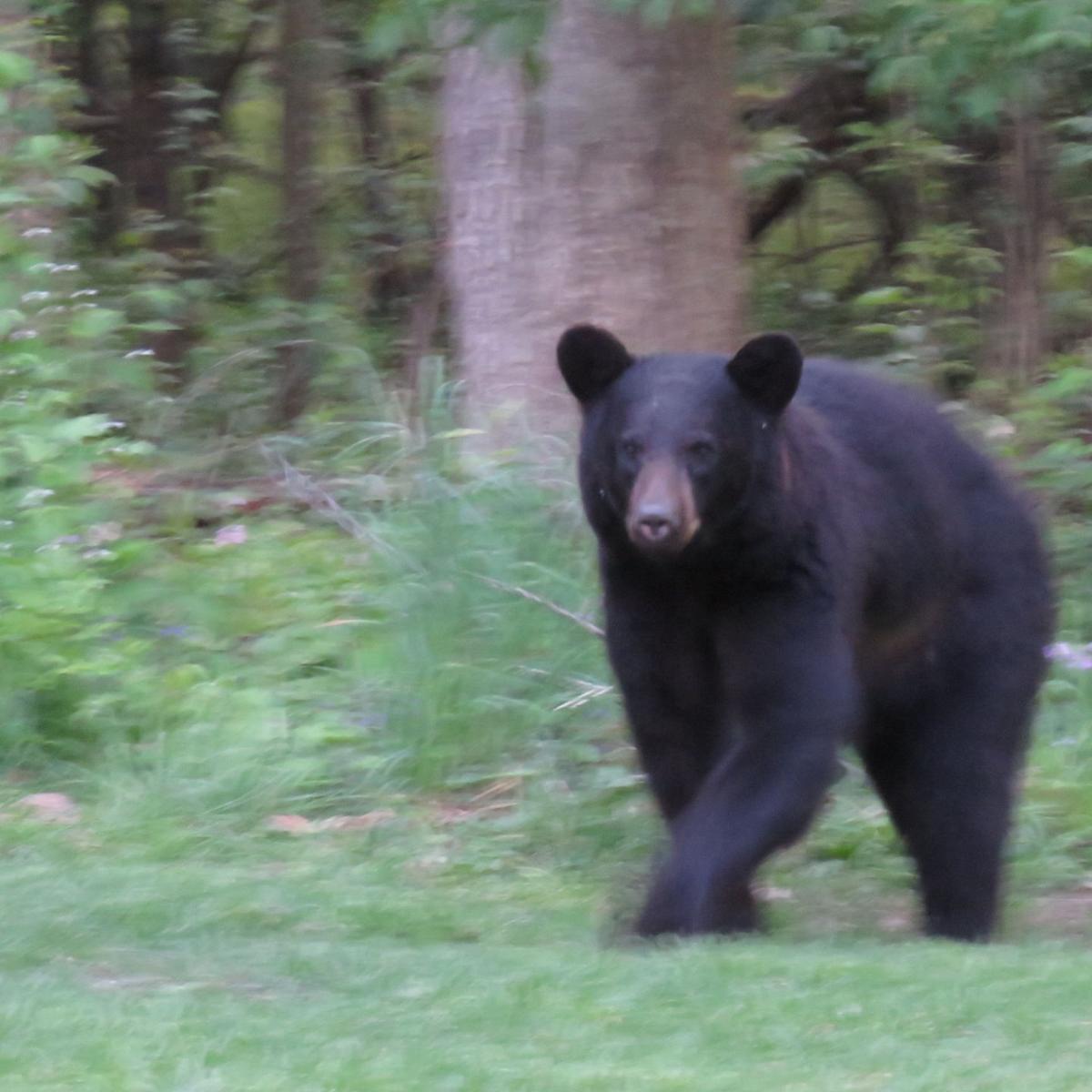 Black Bear Moves Into Fall River Area Regional News Wiscnews Com