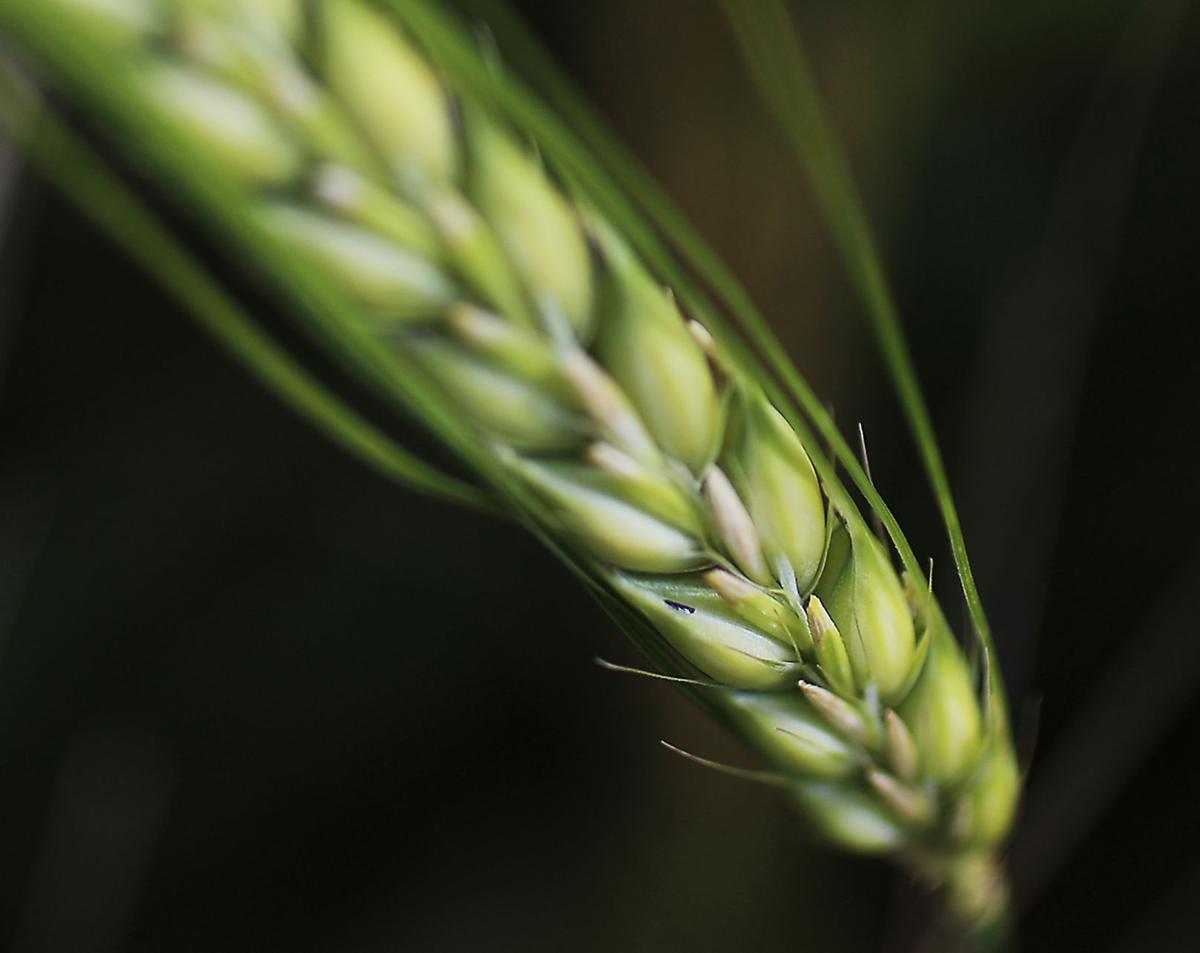 an experiment on the dominantrecessive parents of barley plants This activity previews basic concepts of inheritance and how what experiment could you do to test whether or not the dominant, recessive. an experiment on the dominantrecessive parents of barley plants This activity previews basic concepts of inheritance and how what experiment could you do to test whether or not the dominant, recessive.