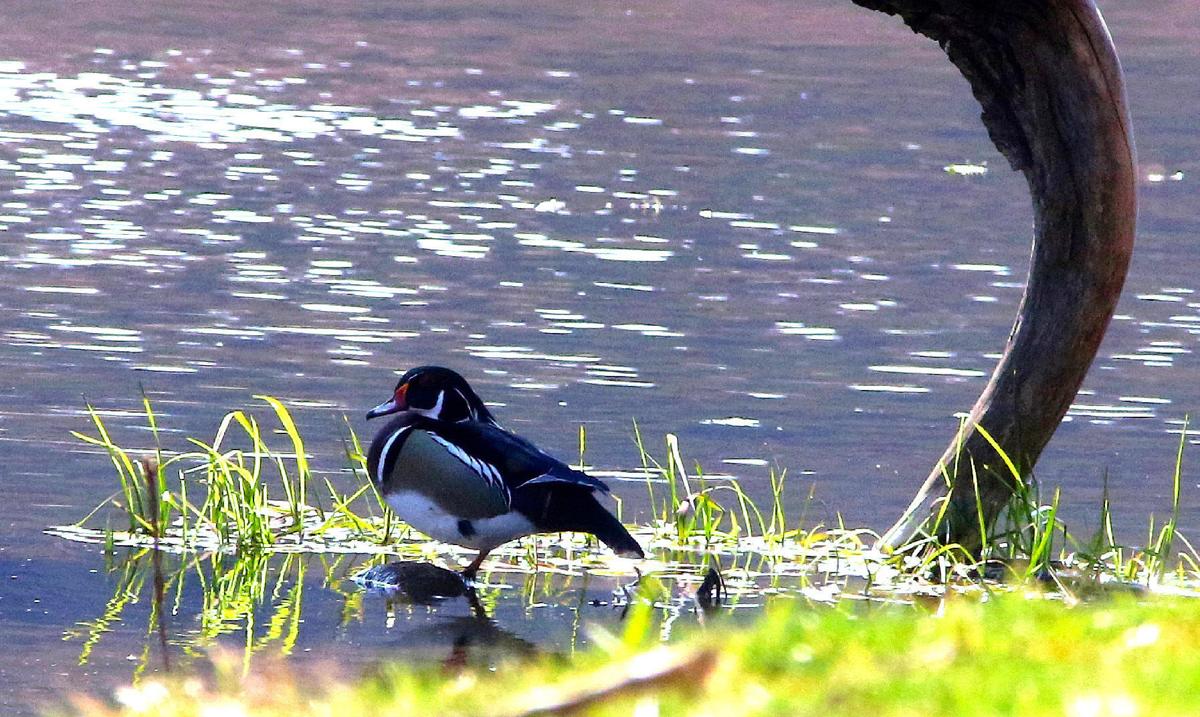 Pato
