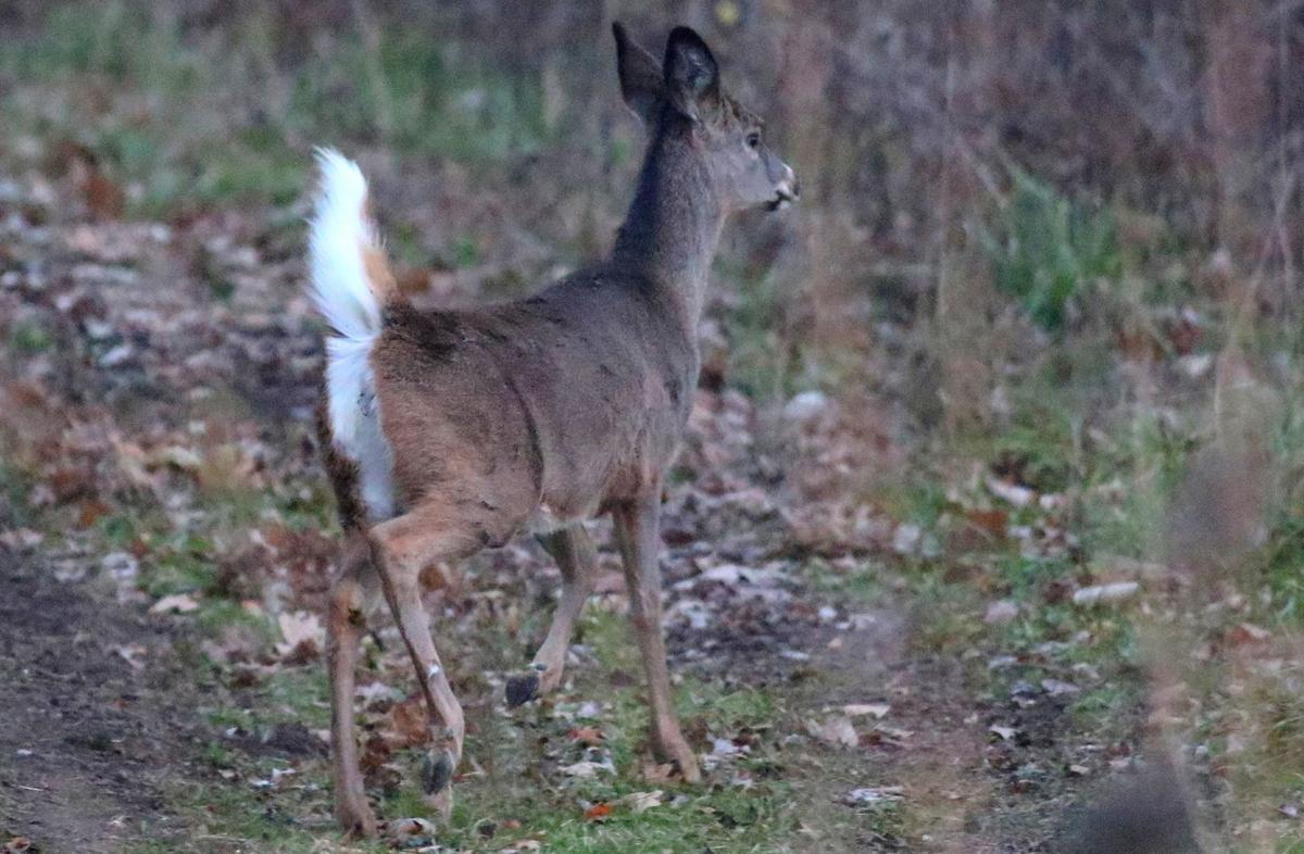 Wisconsin’s white-tailed deer