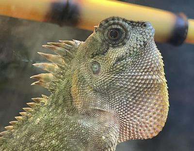 A Mountain Horned Dragon, may be one of the exotic pets discussed at the J&R Aquatic Animal Rescue Exotic Pet Surrender Event in Wisconsin Dells.