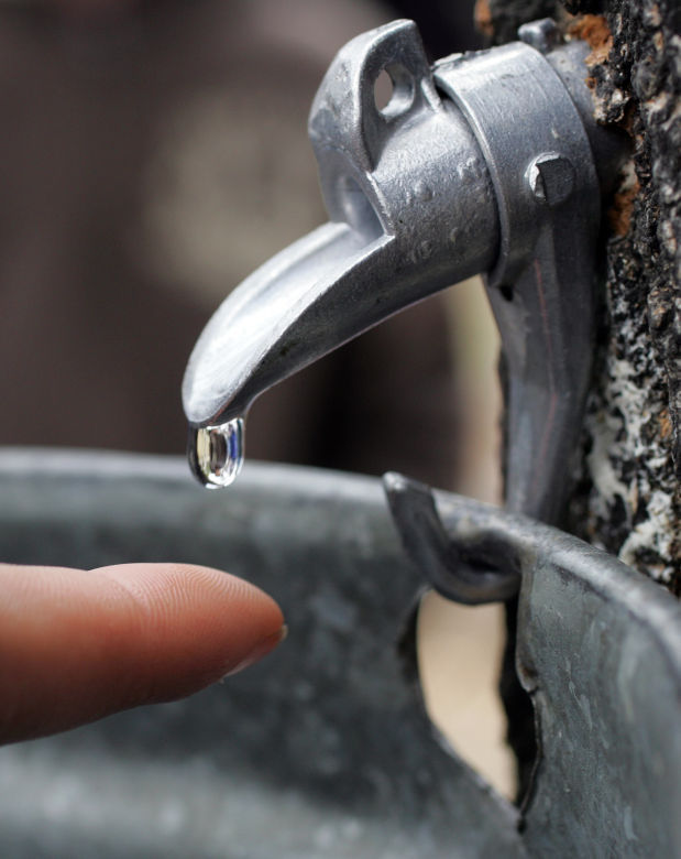 Tapping maple trees to make syrup Home & Garden
