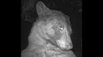 Bear takes 400 'selfies' on wildlife camera