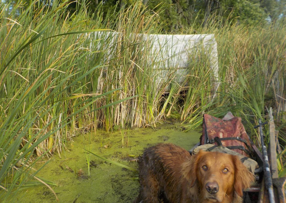 Duck blind