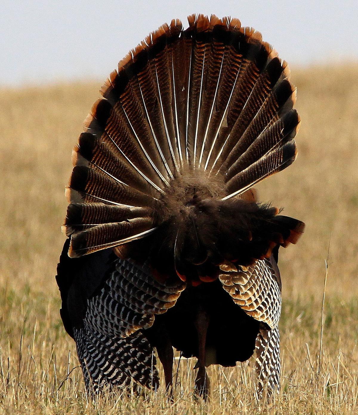 Pluma de pavo