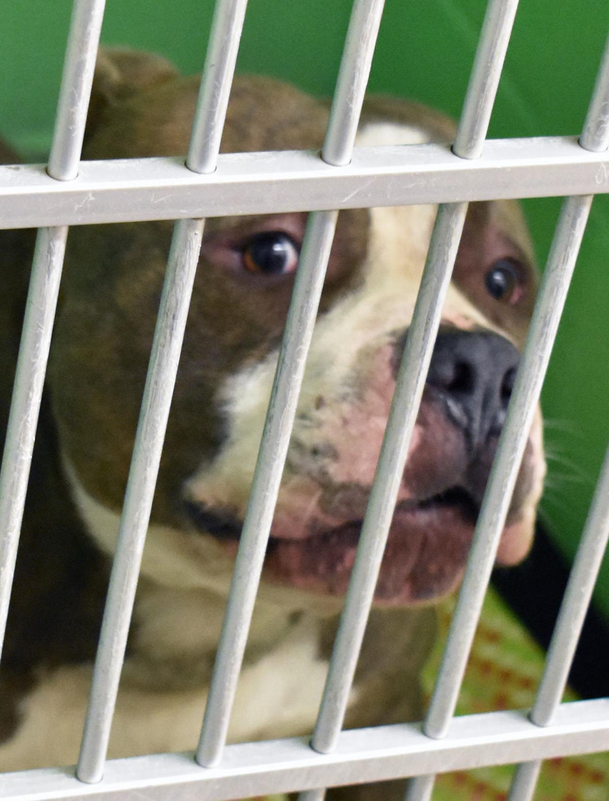 2 Dogs Dumped At Columbia County Humane Society Regional News