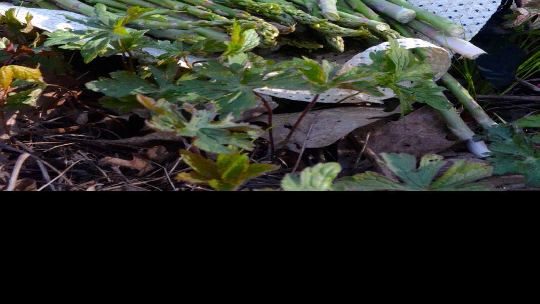 wild asparagus signals sweet tastes of spring lifestyles wiscnews com