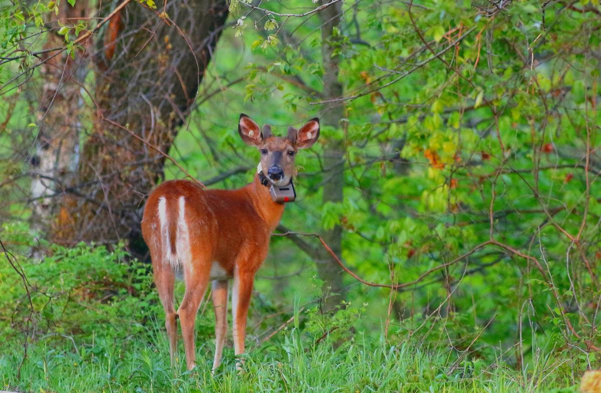 DAVIS COLUMN Whitetailed deer changes dominate Recreation
