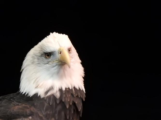 Bald eagle close up