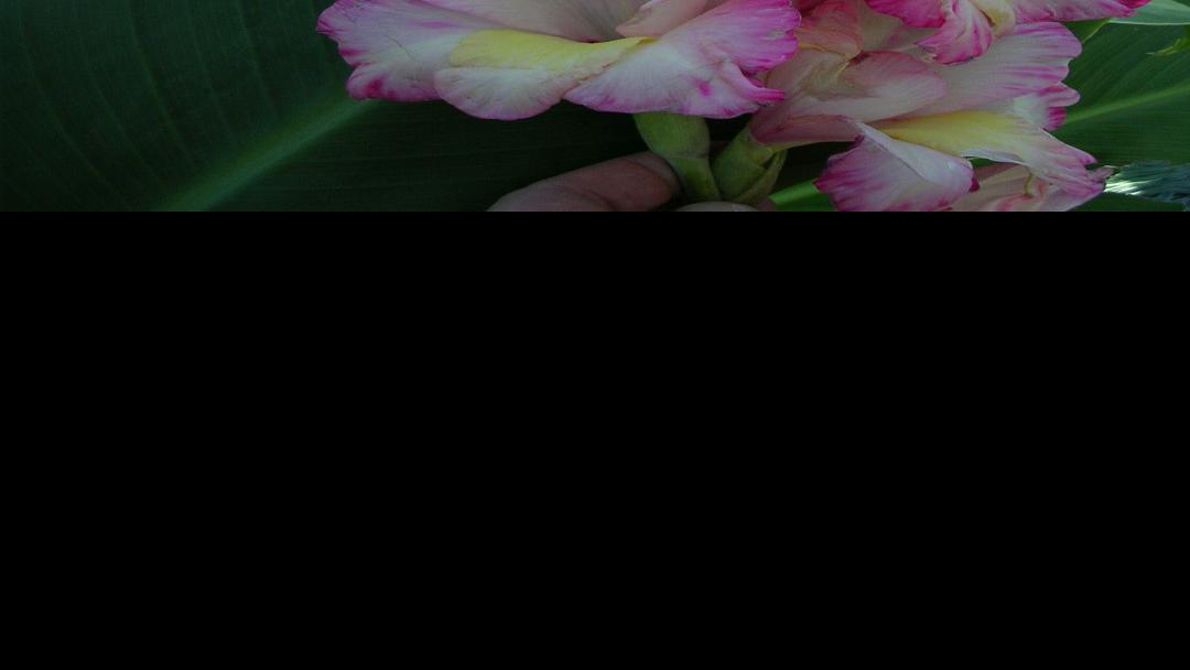 Storing Bulbs Over Winter Home Garden Wiscnews Com