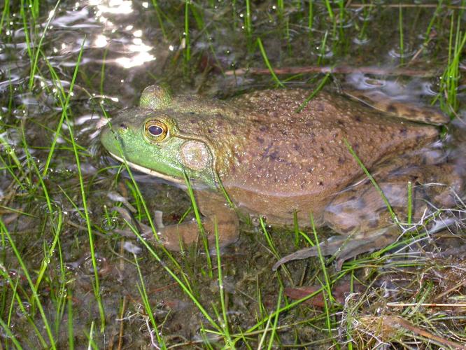 American Bullfrog