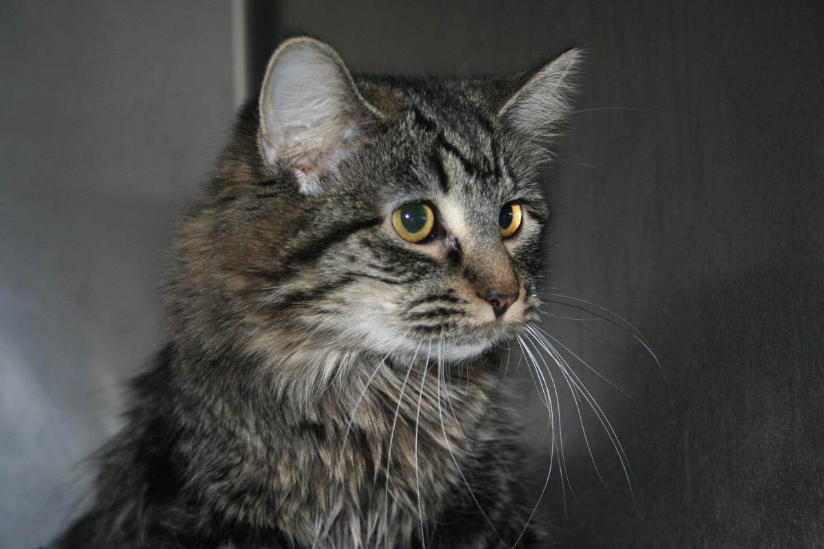 Humane Society Over Capacity With Cats Regional News Wiscnews Com