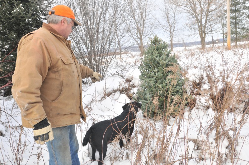 Old Christmas trees still have value as wildlife sanctuary, mulch