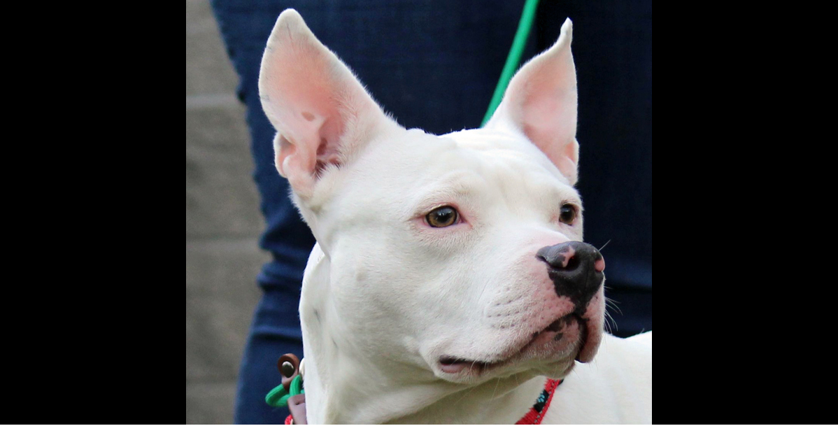 PETS OF WEEK: Lucy and Serena