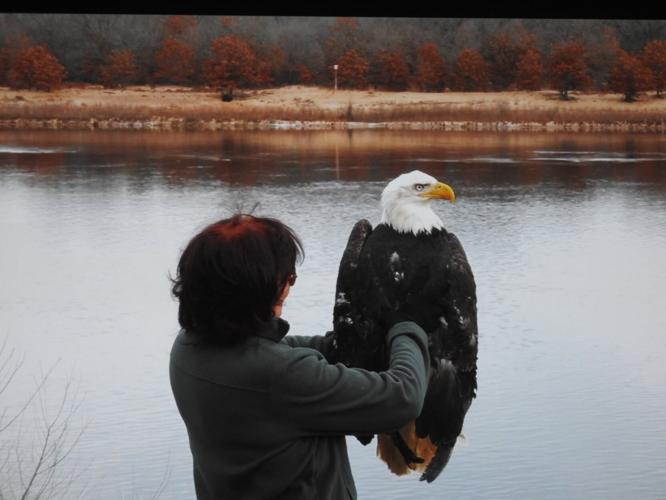 Bald eagle on river