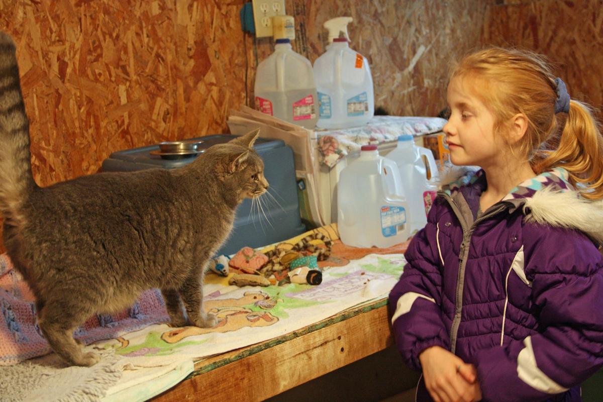 Sauk Prairie Shelter Focuses On Feral Unadoptable Cats Regional