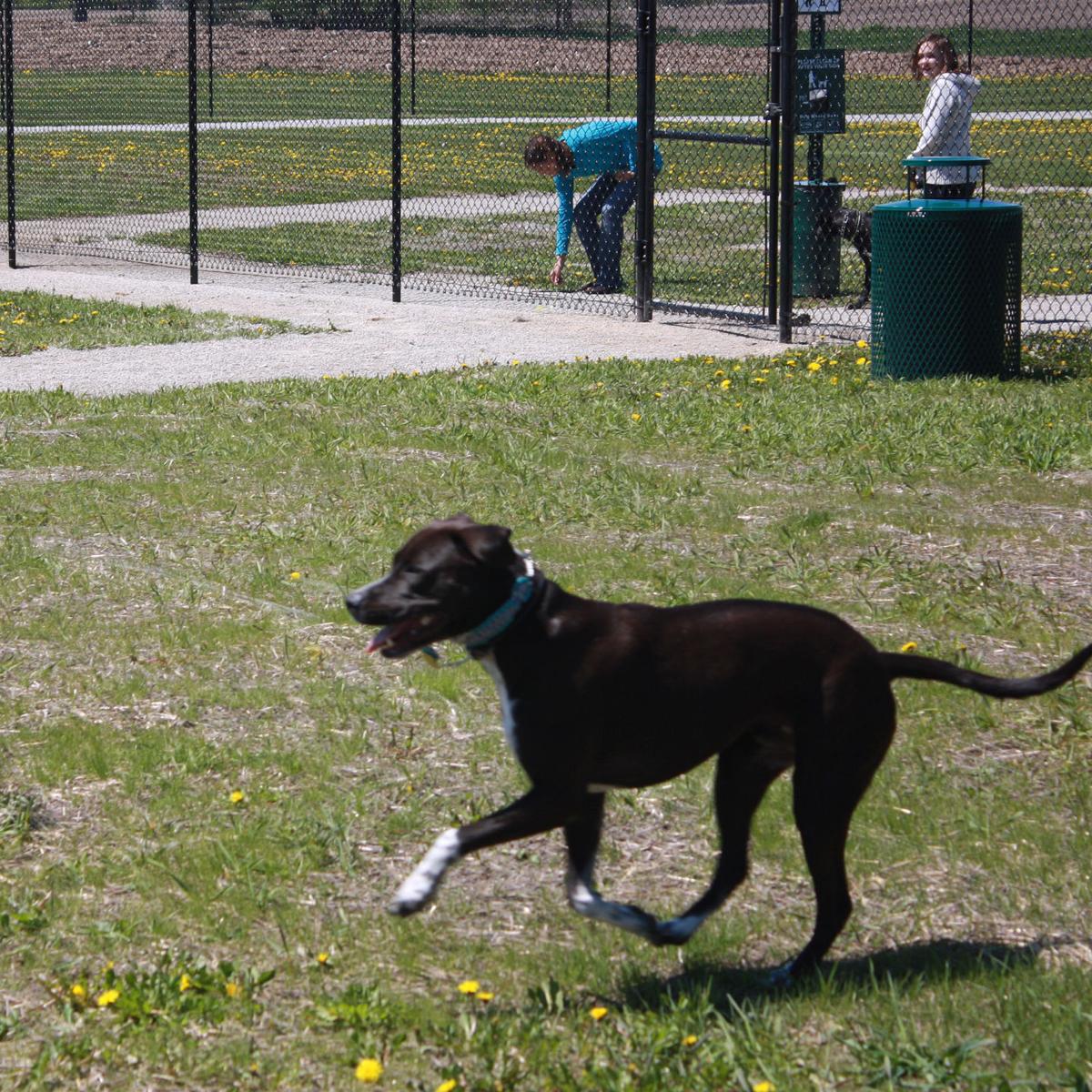 DODGE COUNTY HUMANE SOCIETY UNLEASHES DOG PARK Galleries