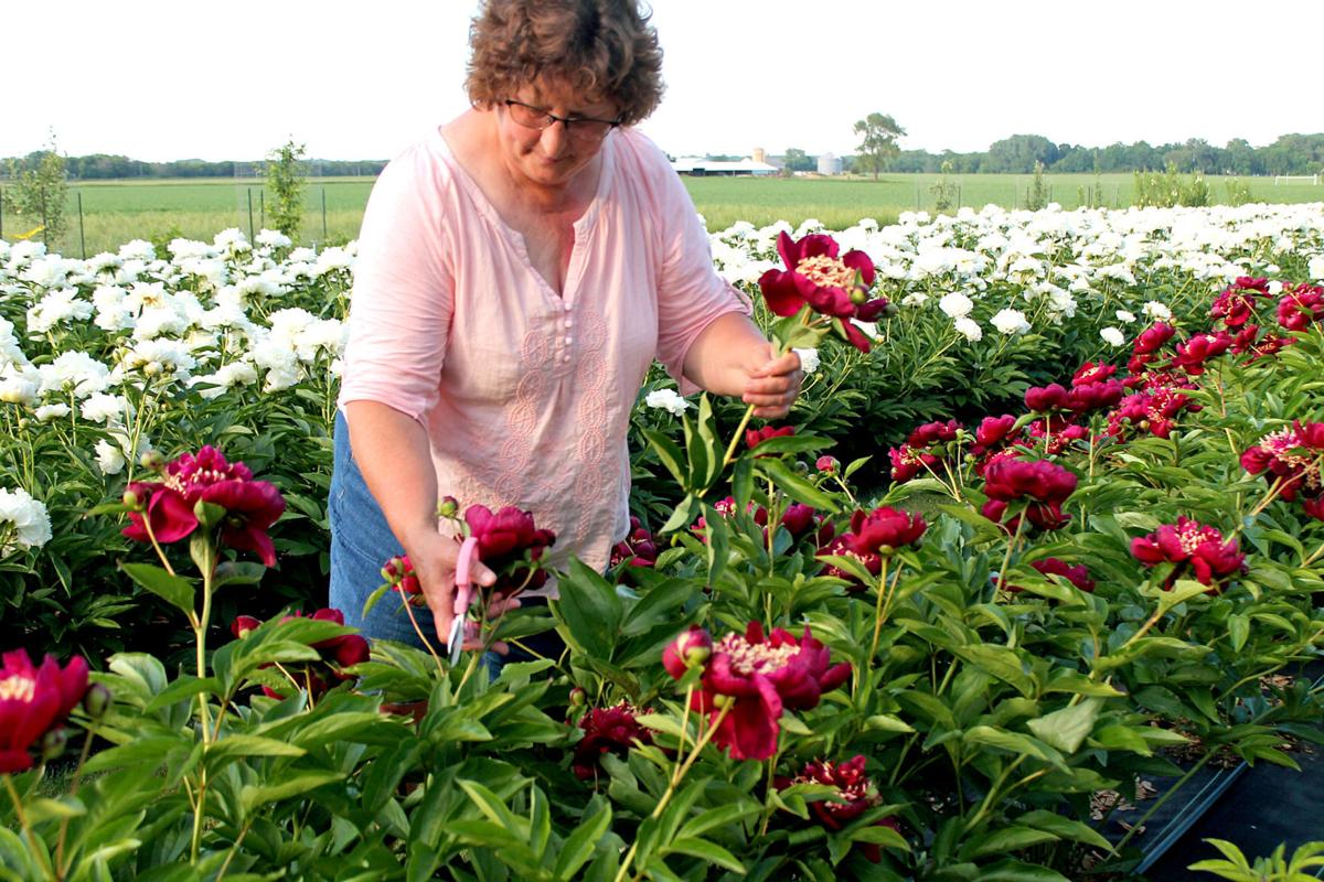 Blooming gardens