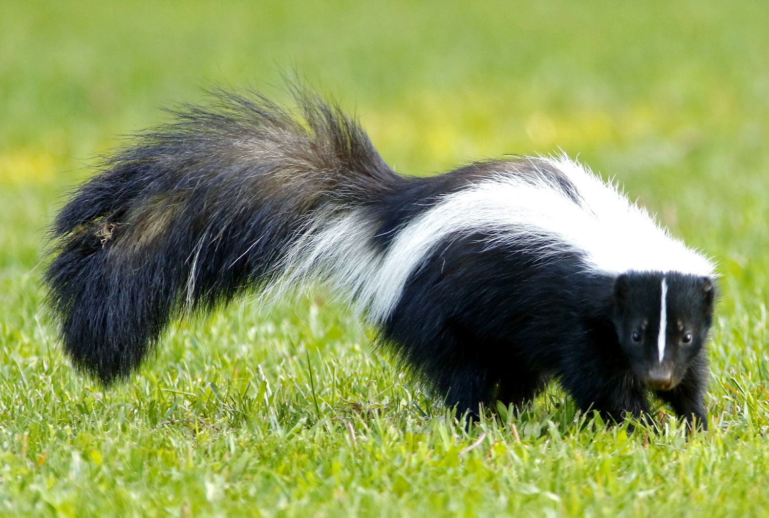 white skunk with black stripe